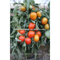 Suntoday atacado rio roma grande determinado plantio vermelho processo indiano sgyanta 1359 sementes de tomate aberto arquivado (22015)